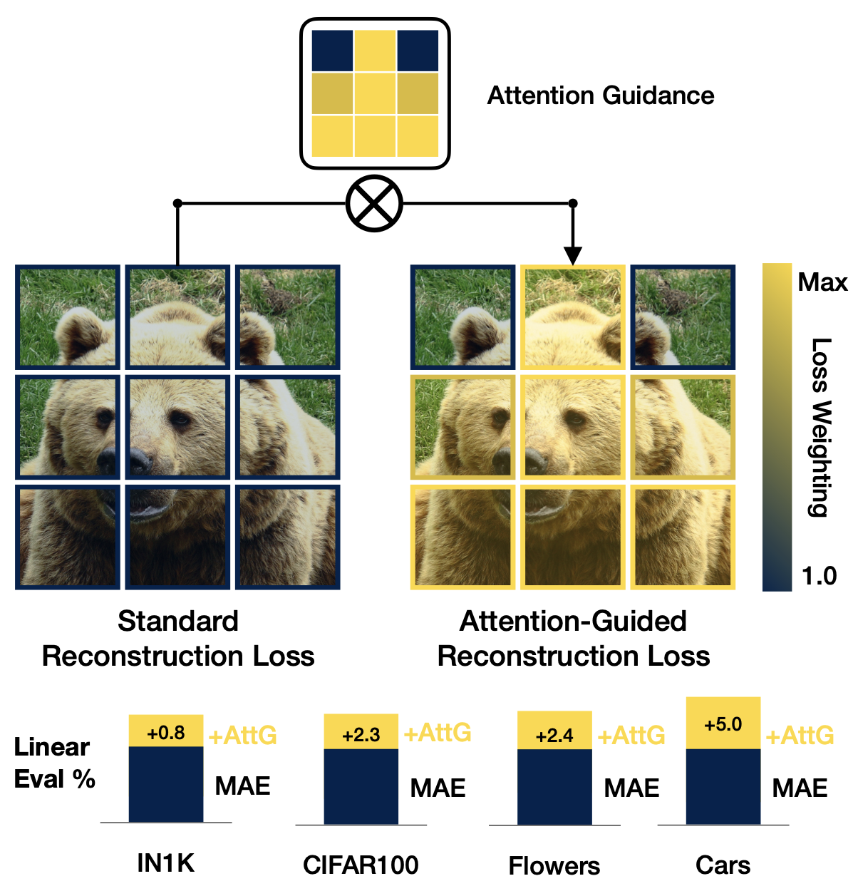 Attention-Guided Masked Autoencoders for Learning Image Representations